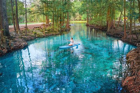 Ginnie springs - Ginnie Springs is a great spot for anyone who wants to see a lot of different water animals living together. It is perfect for people who like nature and want to watch animals in a clean, natural setting. Here are some good things about visiting Ginnie Springs: You can see right through the water, making watching wildlife easy. There are lots of animals, like turtles, …